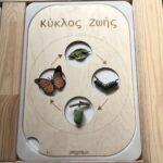 πίνακας trofast κύκλος ζωής