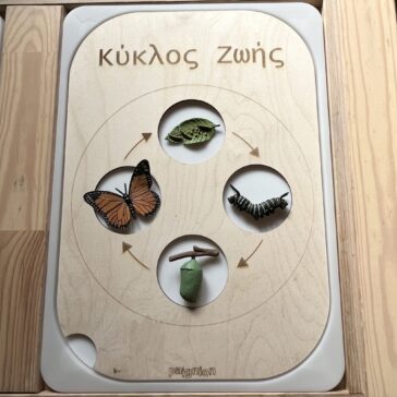 πίνακας trofast κύκλος ζωής