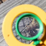 Βάζο Παρατήρησης Εντόμων - Image 4