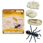 μινιατούρες κύκλος ζωής