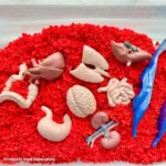 Μινιατούρες Safari - Ανθρώπινα Όργανα - Image 3