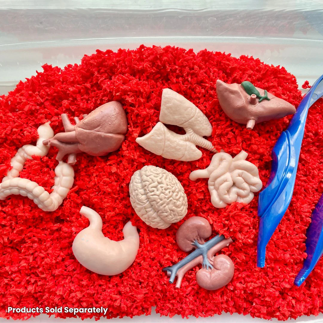Μινιατούρες Safari - Ανθρώπινα Όργανα - Image 3