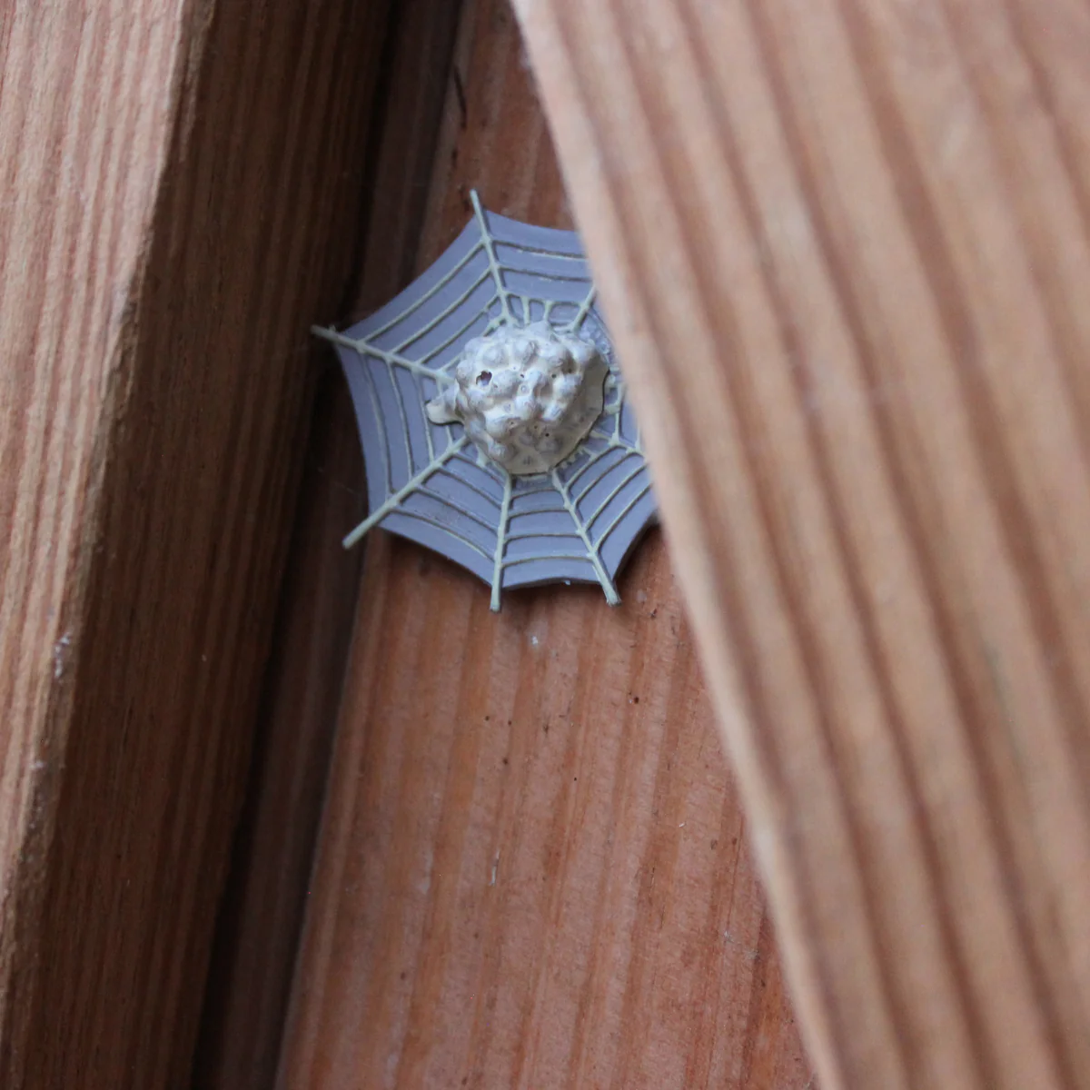 Μινιατούρες - Κύκλος Ζωής μιας Αράχνης - Image 3