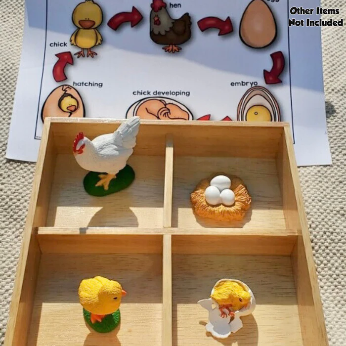 Μινιατούρες - Κύκλος Ζωής μιας Κότας - Image 6