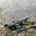 Giy2i7t0bc3scumluxup