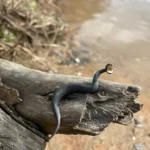 Tcvldx24xgcesauuxnhr