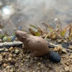 Titazyi7u4lfrjsqlenc