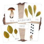 κάρτες φθινόπωρο