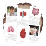 Όργανα του Σώματος