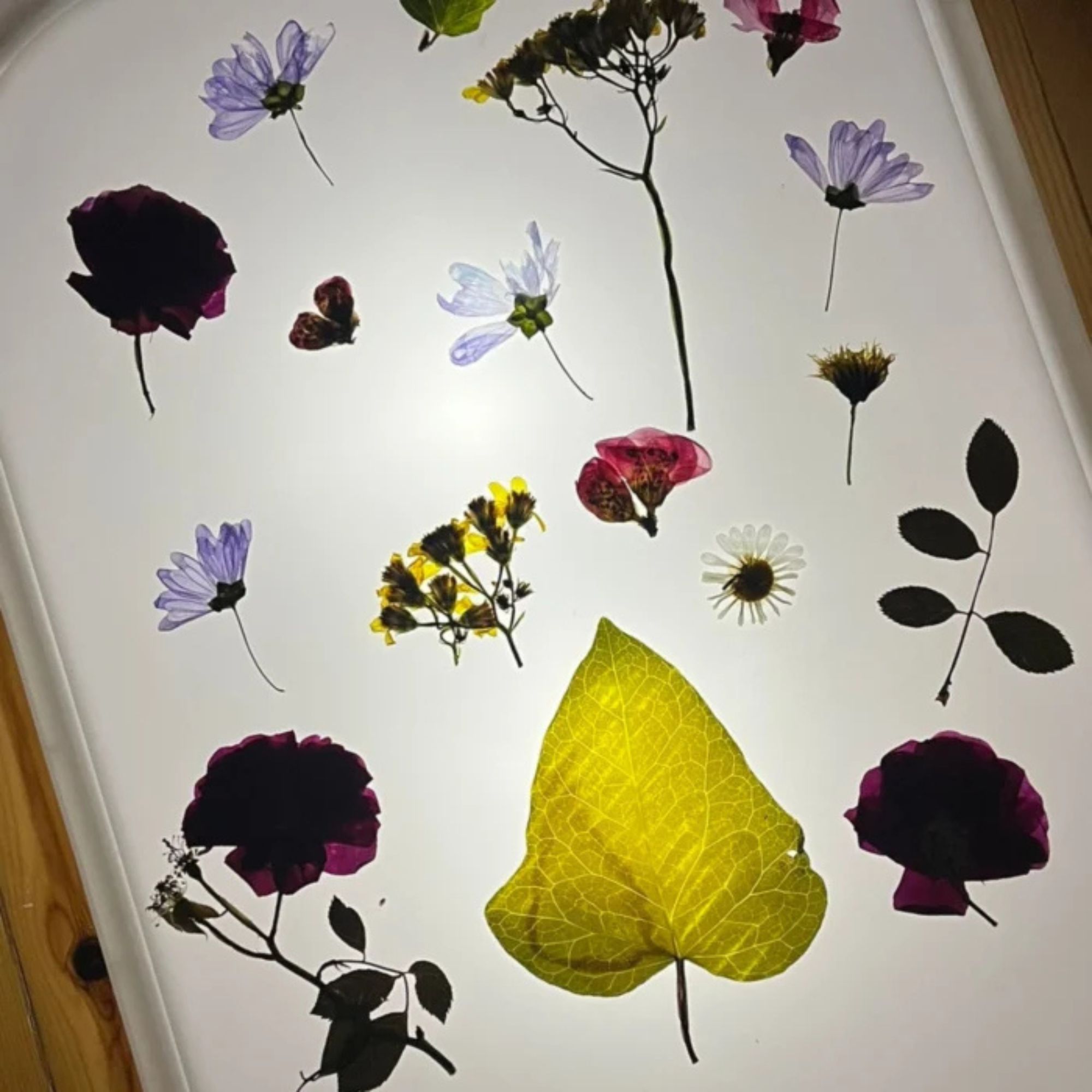 Frida (16)